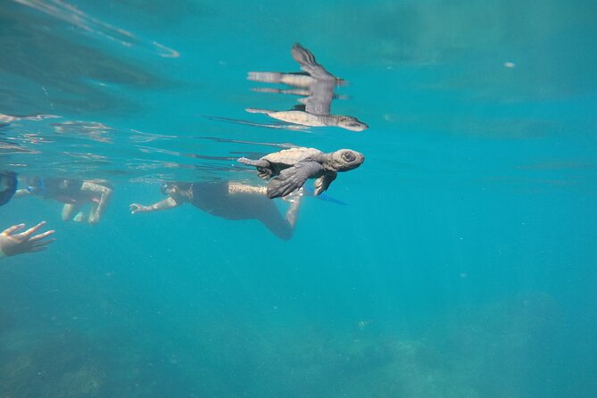 Private Guided Snorkeling in Cabo San Lucas - Snorkeling time with pros, gear, and level support
