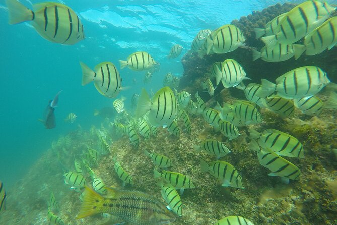Private Guided Snorkeling in Cabo San Lucas - Price for up to 6 and when this is a smart value