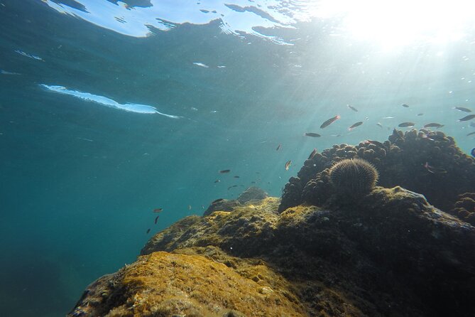 Private Guided Snorkeling in Cabo San Lucas - Who should book and who might want a different option