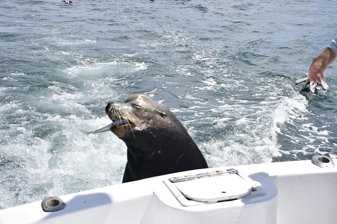 Private Half-day Deep Sea Fishing Charter in Cabo San Lucas - Should you book this Cabo deep sea fishing charter?