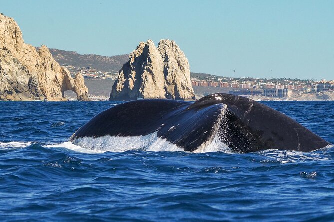 Private Humpback Whale Watching in Cabo San Lucas - Key Things to Know Before You Go