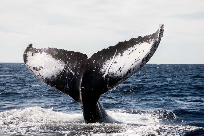 Private Humpback Whale Watching in Cabo San Lucas - CaboTrek Check-In and Getting Oriented Fast