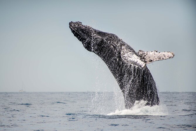 Private Humpback Whale Watching in Cabo San Lucas - Marine Biologist Onboard: Turning Sightings into Real Understanding