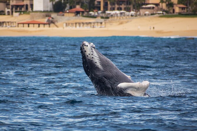 Private Humpback Whale Watching in Cabo San Lucas - What’s Included, What Isn’t, and the Small Costs to Plan For