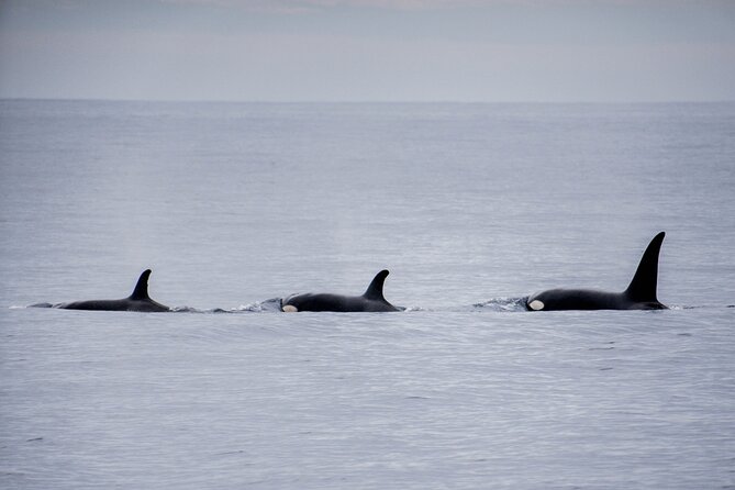 Private Humpback Whale Watching in Cabo San Lucas - Timing, Weather, and How to Make the Most of the 2.5 Hours