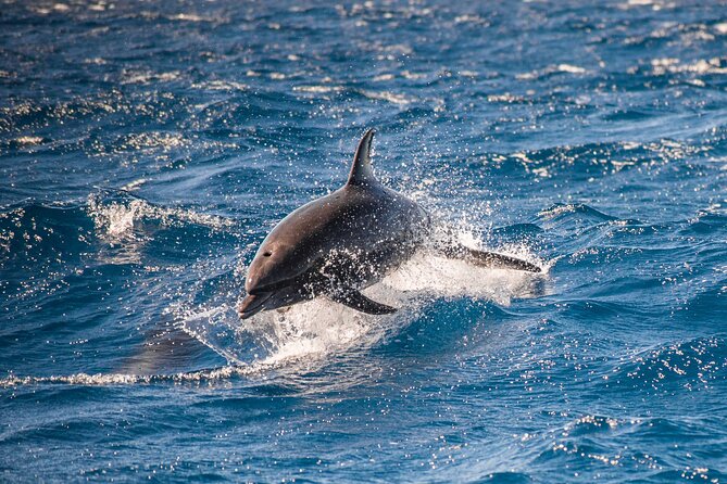 Private Humpback Whale Watching in Cabo San Lucas - Meeting Point, Getting There, and What to Expect When You Return