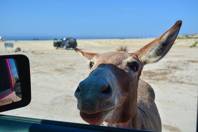 Private Jeep Tour Cabo Pulmo - The East Cape Drive: scenery you feel in your bones