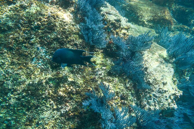 Private Los Cabos snorkeling tour to Chileno bay and Santa Maria cove - Two Bays, One 2.5-hour plan in Cabo San Lucas