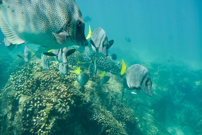Private Los Cabos snorkeling tour to Chileno bay and Santa Maria cove - Inside the water: how the Santa María stop sets the tone