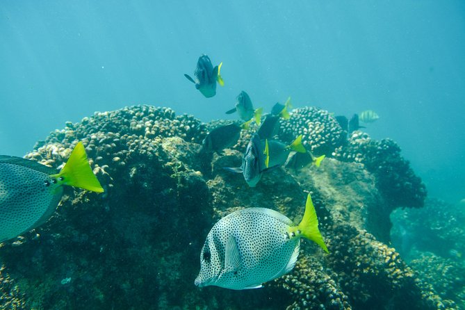Private Los Cabos snorkeling tour to Chileno bay and Santa Maria cove - Meet at Plaza Gali, then let pickup do the heavy lifting