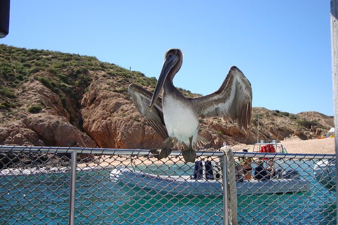 Private Snorkel Cruise in Cabo San Lucas - The 3-Hour Route: Lovers Beach, Pelican Rock, the Arch, and Sea Lions