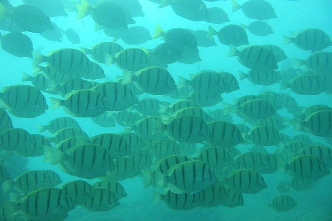 Private Snorkel Cruise in Cabo San Lucas - Included Food and Snacks: A Welcome Reset After Sun and Salt