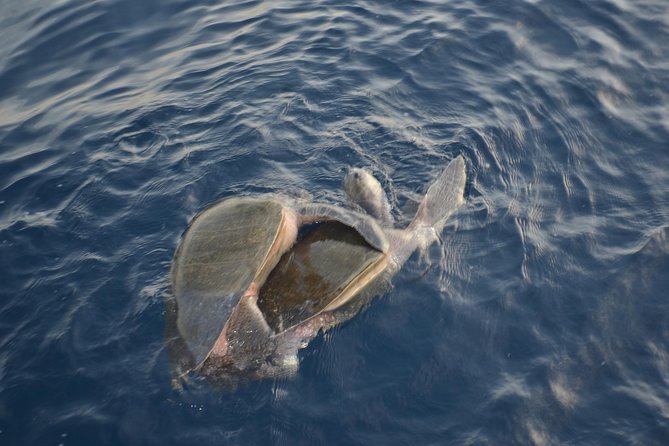 Private Snorkel Cruise in Cabo San Lucas - Price and Value: $1,000 Per Group, and What You Really Get