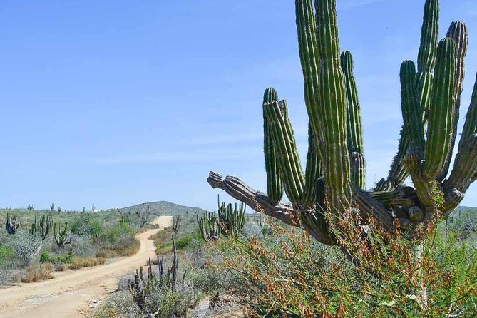 Private Todos Santos Jeep - Cerritos Beach Inn Stop: Surfer Country, Big Wind, Walkable Peace