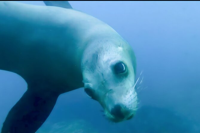 Private Tour to Isla Espiritu Santo and snorkel with sea lions - Starting on the Malecón: your 9:30 am launch point