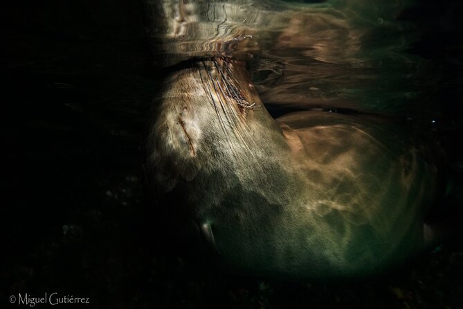 Private Trip Espiritu Santo Island - Heading North: The Private Espiritu Santo Sea Lion Day at a Glance