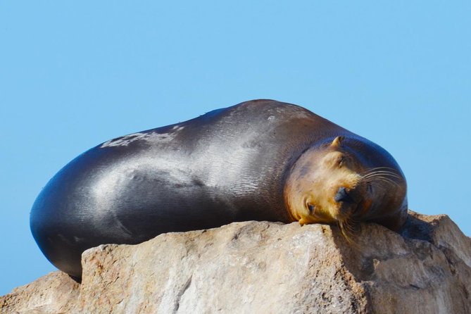 PRIVATE Whale Watch Tour | Cabo San Lucas | Biologist | FREE Pics - The bay route: Cabo Arch, Lovers’ Beach, and Pelican Rock