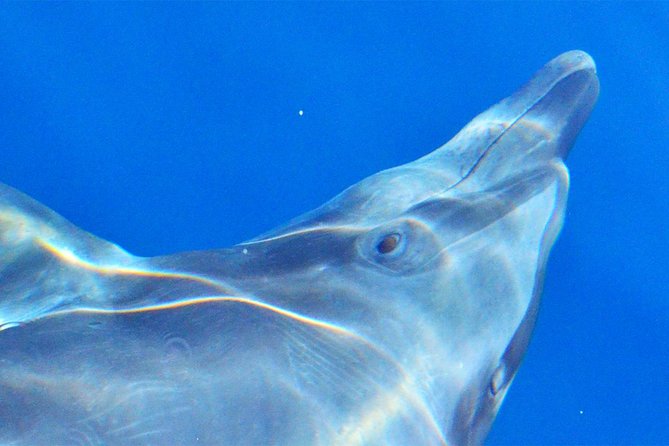 PRIVATE Whale Watch Tour | Cabo San Lucas | Biologist | FREE Pics - Out into the search zone: humpbacks first, then more possibilities