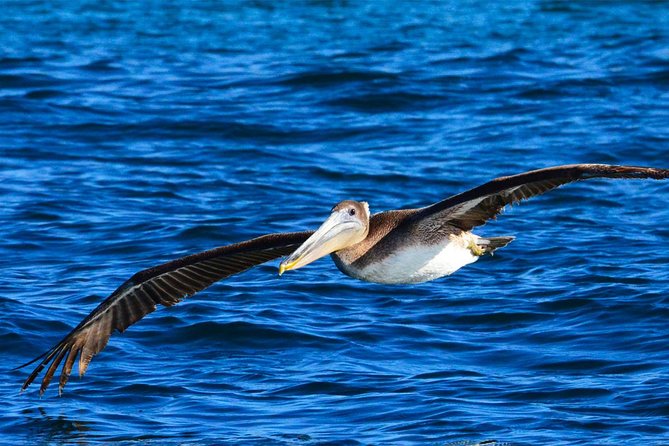 PRIVATE Whale Watch Tour | Cabo San Lucas | Biologist | FREE Pics - What the marine biologist actually adds to your day