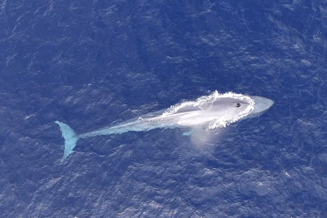 PRIVATE Whale Watch Tour | Cabo San Lucas | Biologist | FREE Pics - Free pics: how to make sure you get them