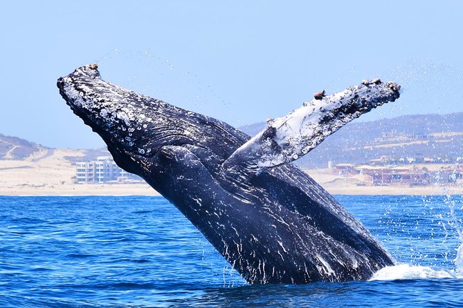 PRIVATE Whale Watch Tour | Cabo San Lucas | Biologist | FREE Pics - Whale sighting guarantee, and what season changes