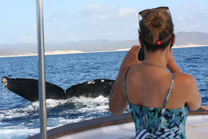 Private Whale Watching in San José del Cabo - Key highlights worth planning around