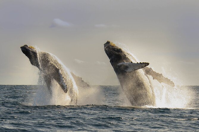 Private Whale Watching in San José del Cabo - Private whale watching feels calmer, and that changes everything