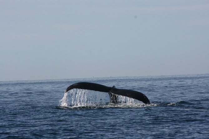 Private Whale Watching in San José del Cabo - The boat setup: size, comfort, and viewing comfort