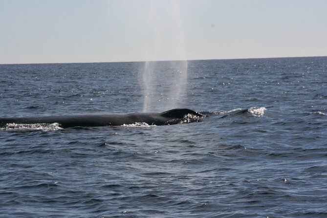 Private Whale Watching in San José del Cabo - Hydrophone time: listening to humpbacks in a way most people miss