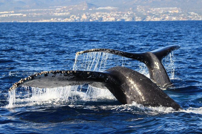 Private Whale Watching in San José del Cabo - What you will likely see: humpbacks, plus dolphins and sea turtles