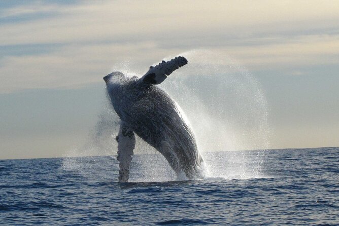 Private Whale Watching in San José del Cabo - Guides who connect the science to the moment