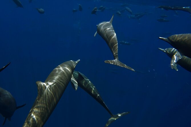Private Wild Dolphin Encounter Day Trip - Quick hits before you go