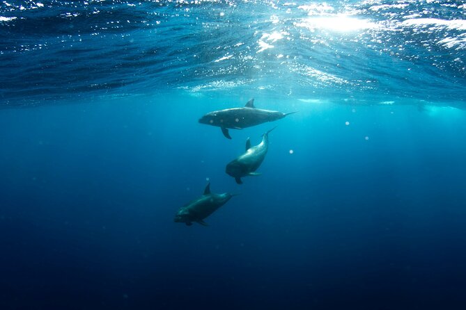 Private Wild Dolphin Encounter Day Trip - The wildlife search: what you might see in the Cerralvo area