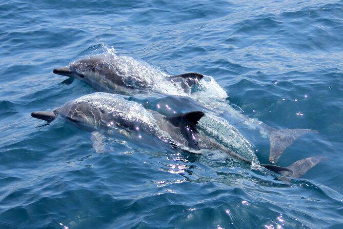 Private Wild Dolphin Encounter Day Trip - Water, photos, and the small details that affect comfort