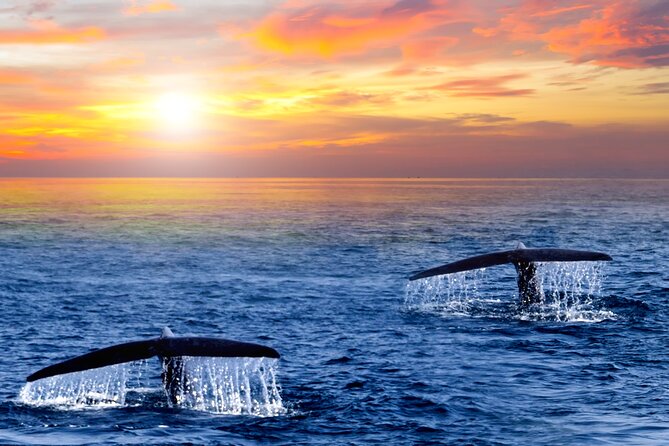 San Jose del Cabo Small-Group Sunrise Whale Watching - Key things to know before you go