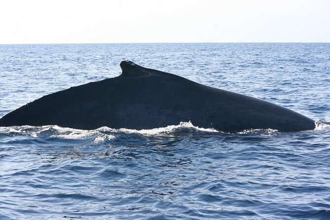 San Jose del Cabo Small-Group Sunrise Whale Watching - Safety and the feel of the boat ride on open water