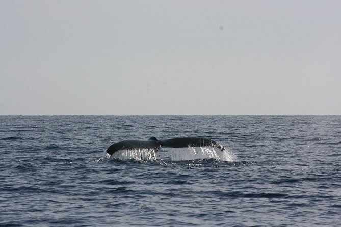 San Jose del Cabo Small-Group Sunrise Whale Watching - The morning itinerary: check-in to return to the dock