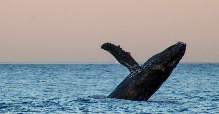San Jose del Cabo Sunset Whale Watching - Bring Warm Clothes, and Plan for Twilight Weather