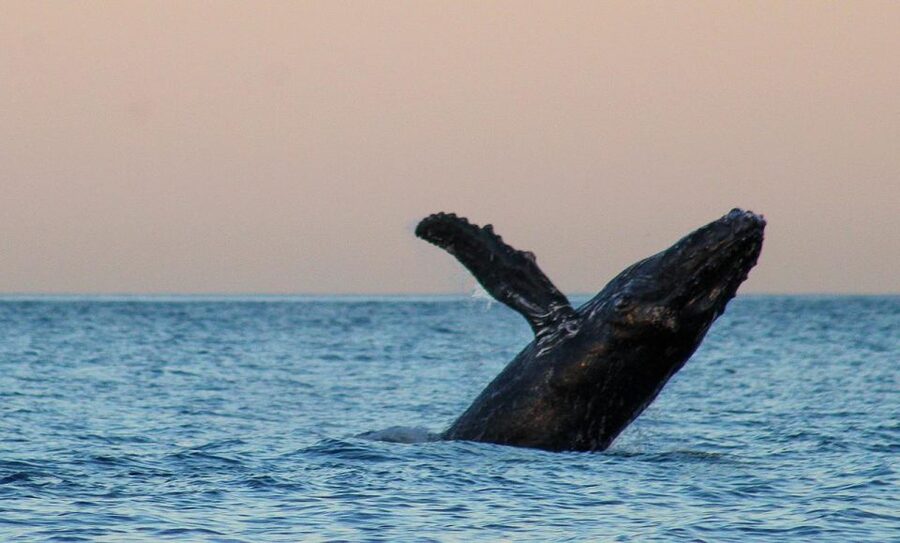 San Jose del Cabo Sunset Whale Watching - Why Twilight Whale-Watching Works So Well Here