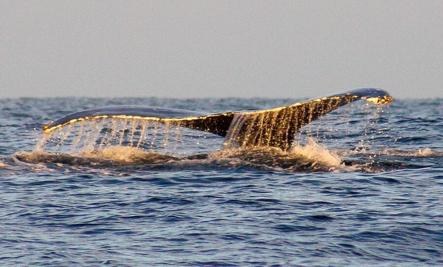 San Jose del Cabo Sunset Whale Watching - Meeting at Callejon Pez Sierra 5, Then a Quick Walk to the Water