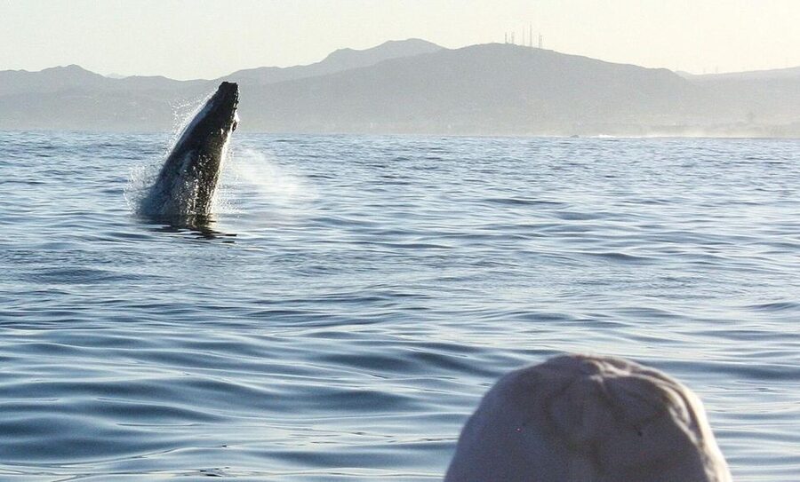 San Jose del Cabo Sunset Whale Watching - What You Actually Do for the Full 2 Hours