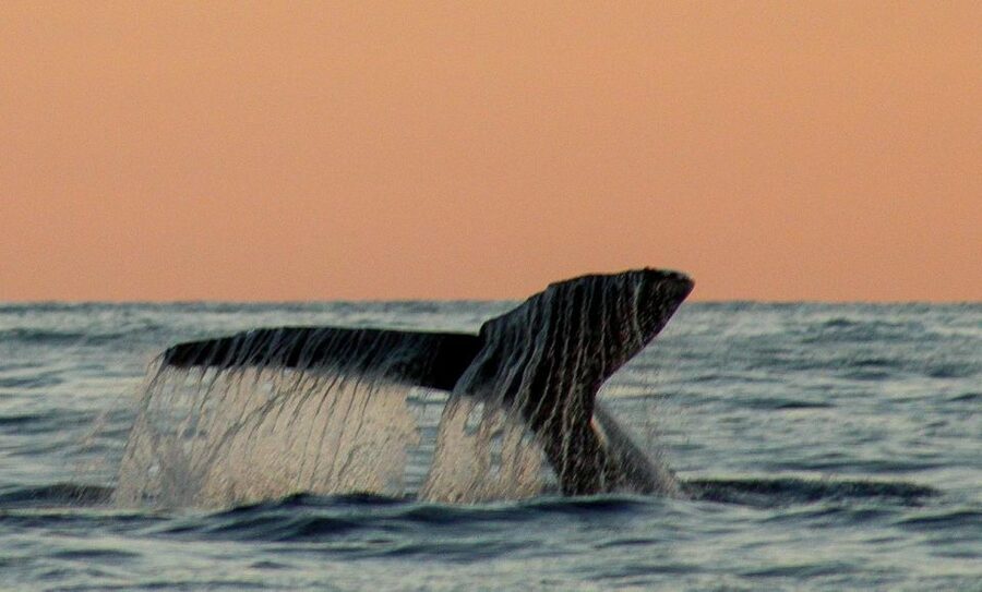 San Jose del Cabo Sunset Whale Watching - Free Tour Photos, and Why That’s Better Than Camera Pressure