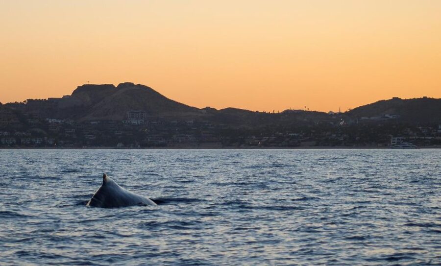 San Jose del Cabo Sunset Whale Watching - The Crew, the Biologist, and the Real Learning Moment