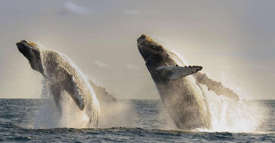 San Jose del Cabo Whale Watching - Key things I’d watch for before you book