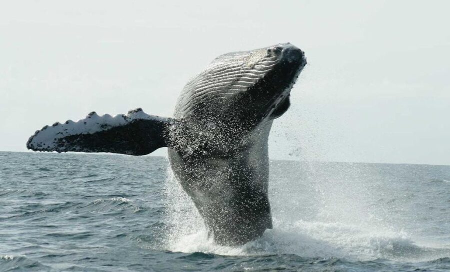 San Jose del Cabo Whale Watching - Why San Jose del Cabo’s whale season feels so worth your time