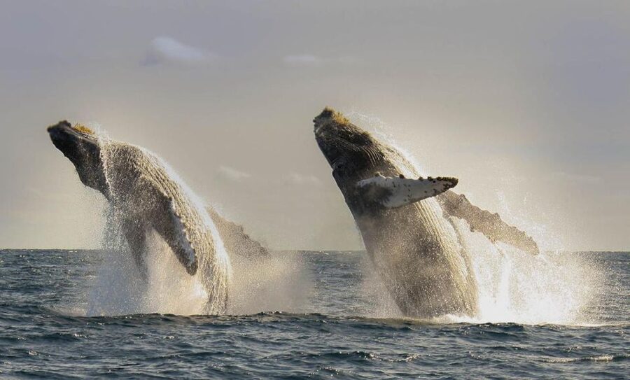 San Jose del Cabo Whale Watching - On board with a marine biologist, safety briefing, and a small-group rhythm