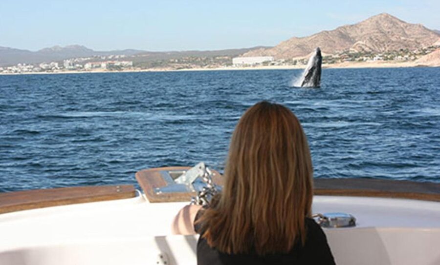 San Jose del Cabo Whale Watching - The 2-hour whale hunt: what usually happens during the cruise