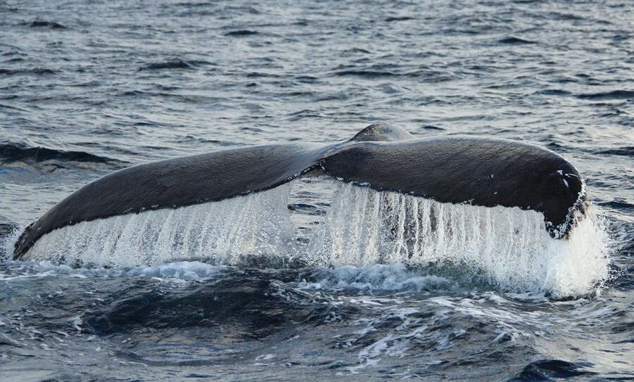 San Jose del Cabo Whale Watching - Free tour photos: how to turn a brief moment into a lasting memory