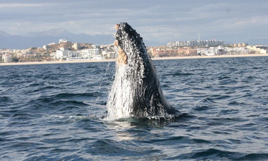 San Jose del Cabo Whale Watching - Safety and who this tour is not for