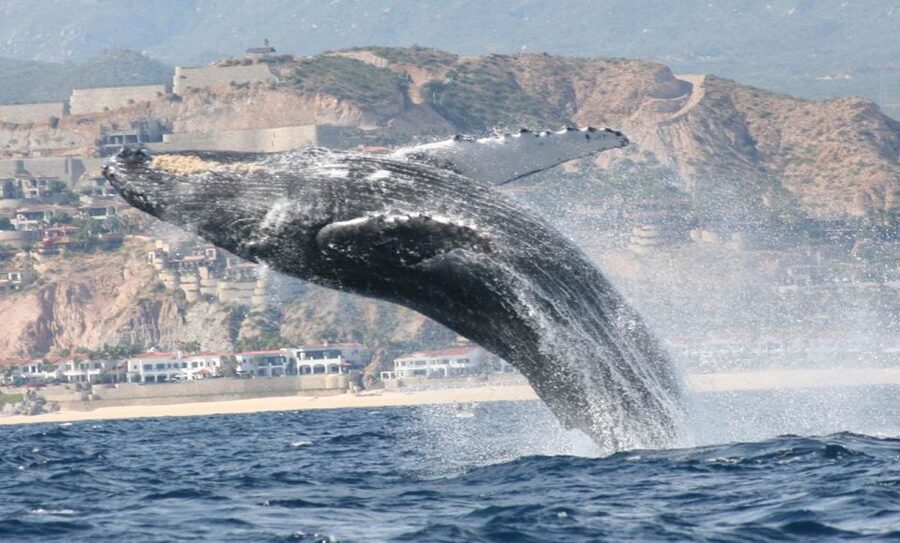 San Jose del Cabo Whale Watching - Should you book San Jose del Cabo whale watching with this provider?